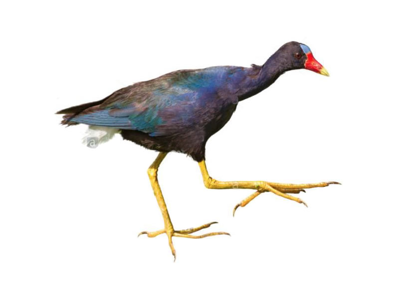 Gallareta púrpura