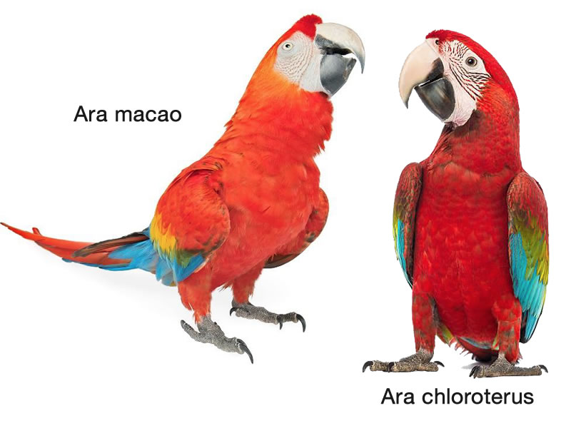 Guacamayo escarlata y guacamayo rojo y verde