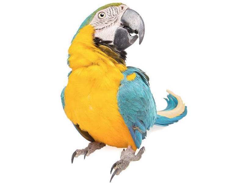 Guacamayo azuliamarillo