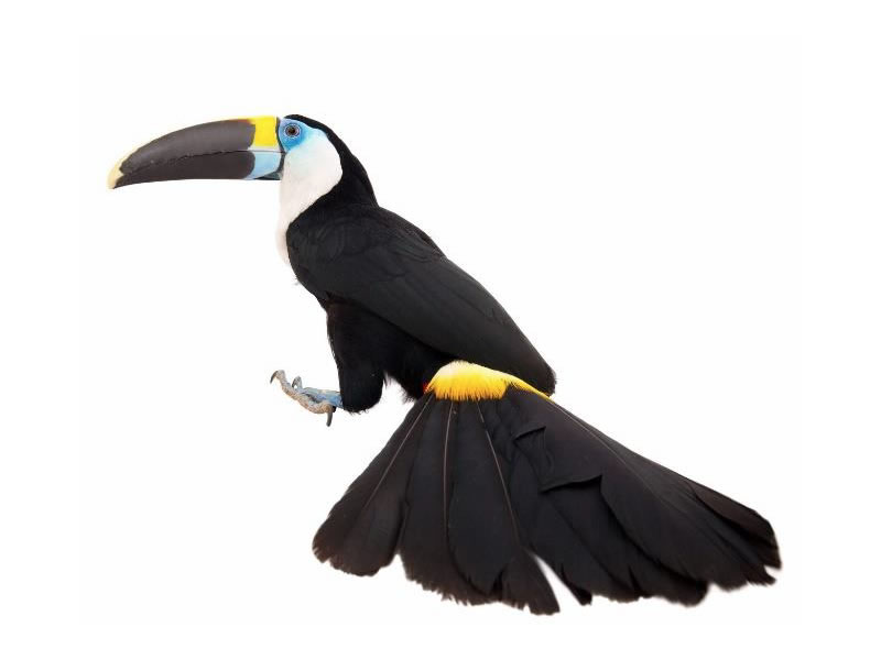 Tucán Goliblanco