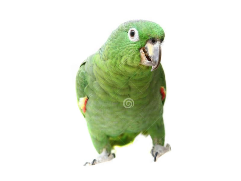 Loras amazonas: farinosa