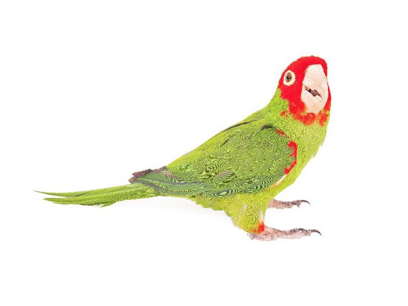 Perico caretirrojo