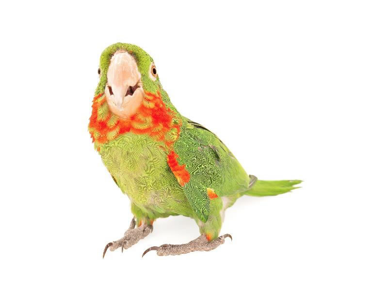 Perico ojiblanco