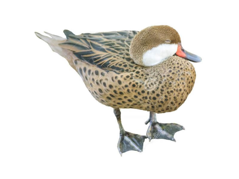 Pato cariblanco