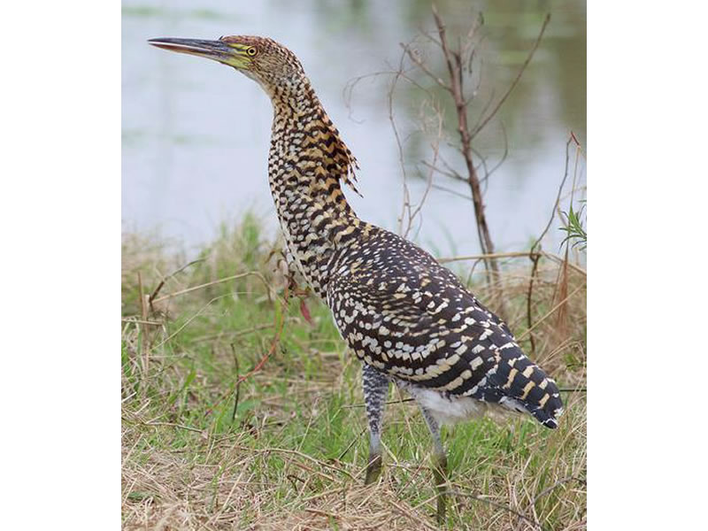 Garza tigre castaña