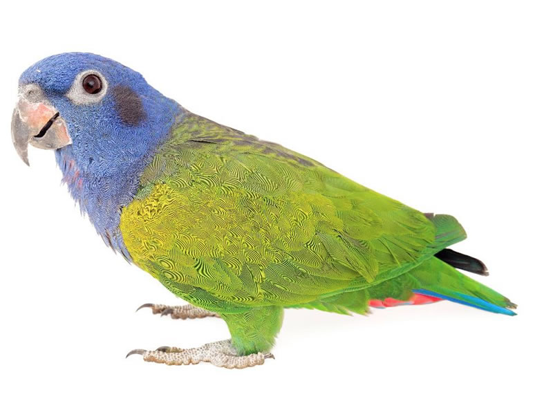 Loro cabeciazul