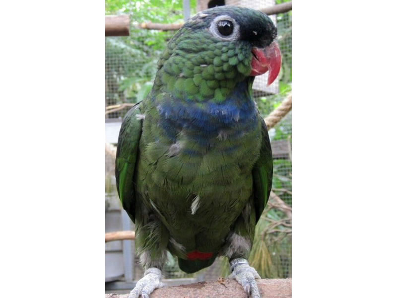 Loro piquirrojo