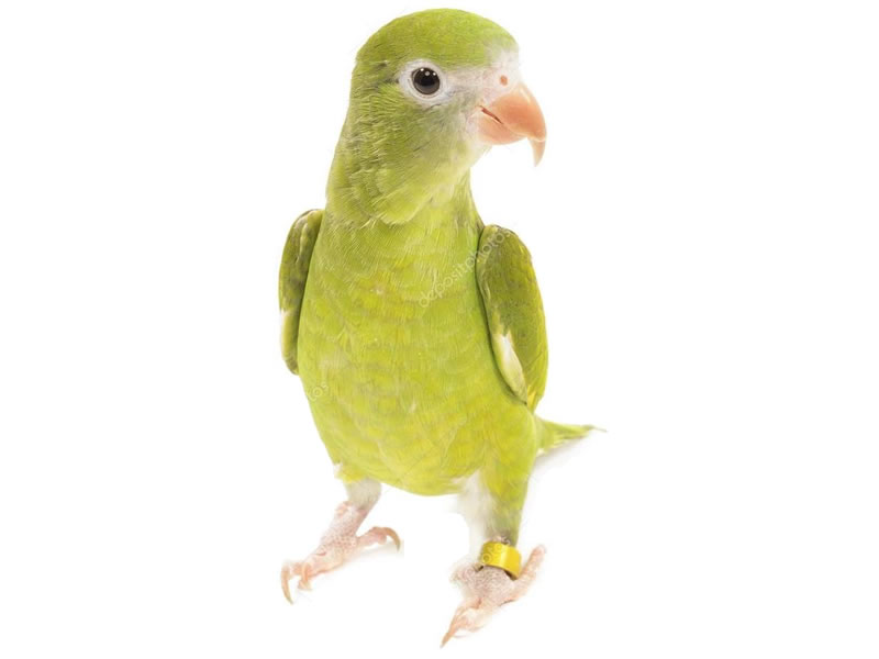Perico aliamarillo