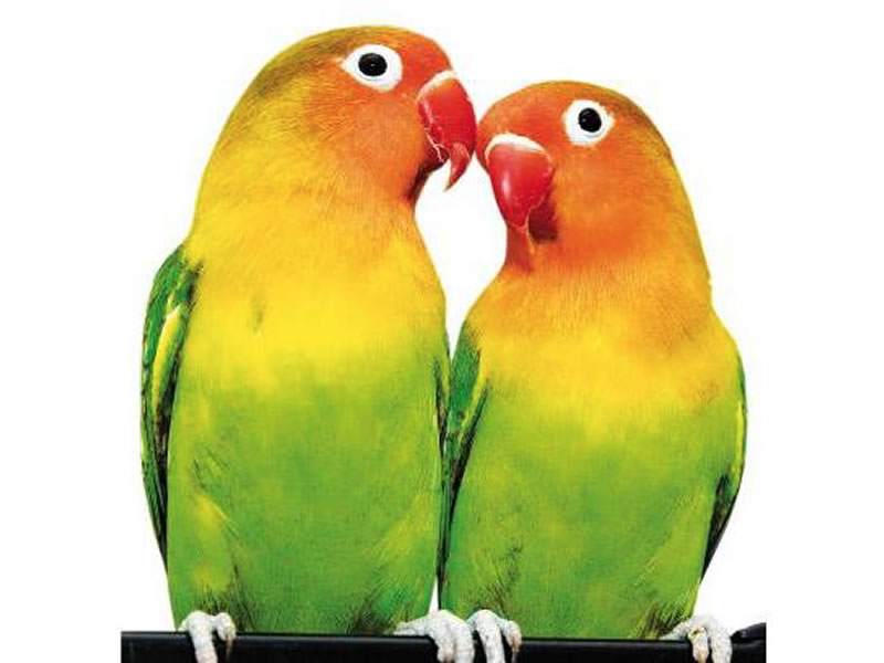 Inseparables