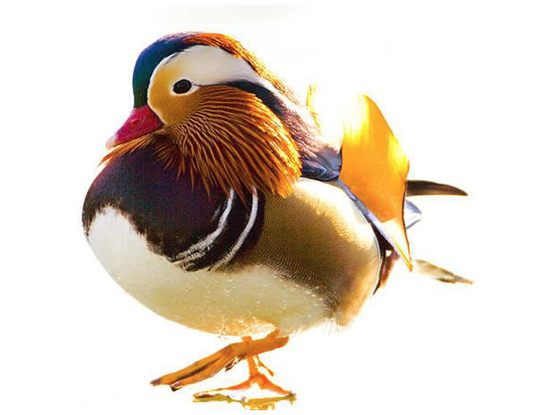 Pato chino