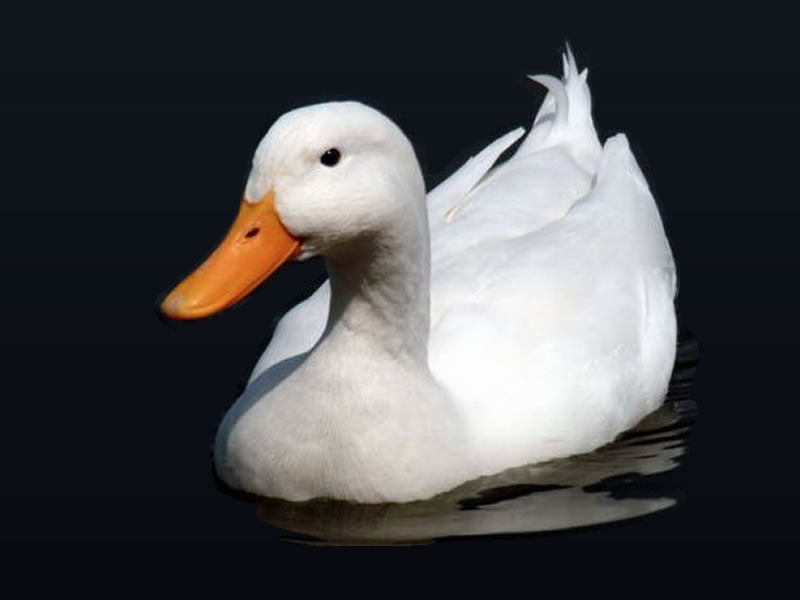 Pato doméstico