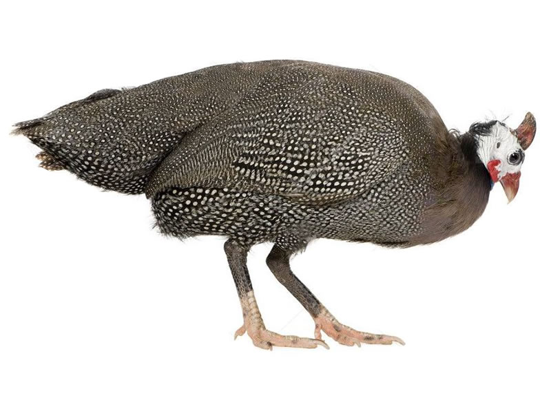 Gallina de guinea