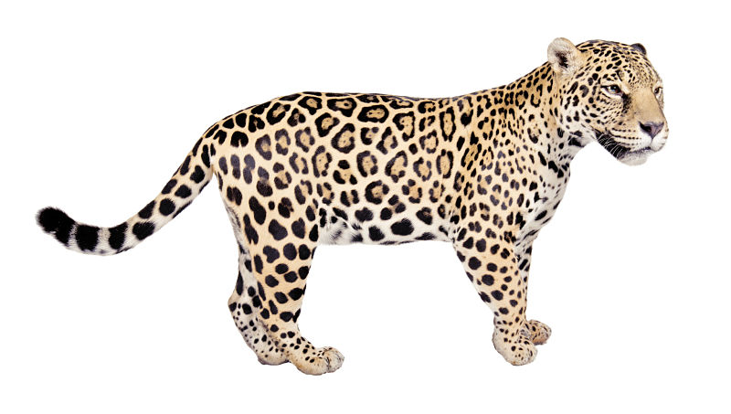 JAGUAR