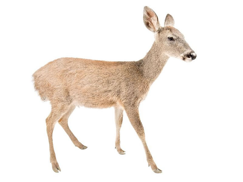 Venado de cola blanca