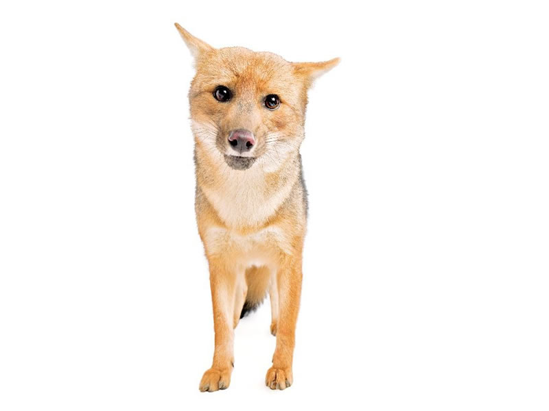 Lobo de páramo