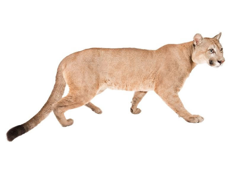 Puma