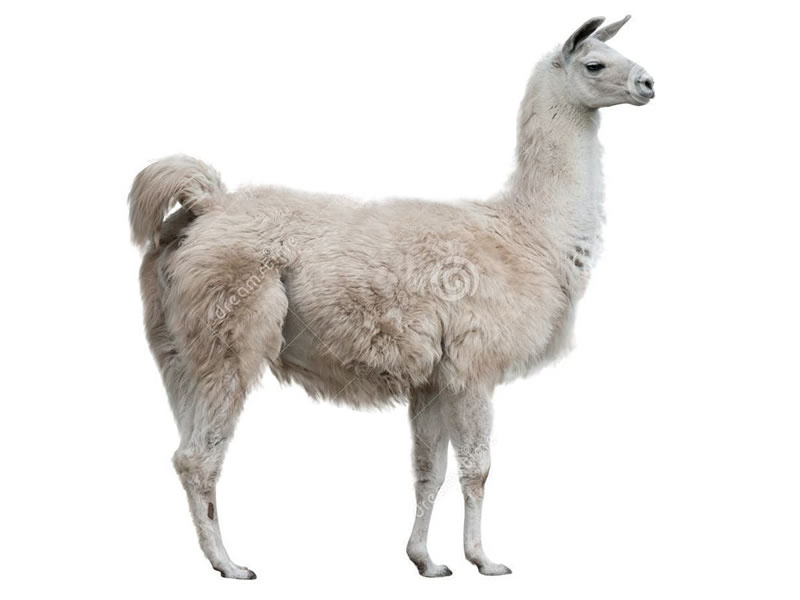 Llama