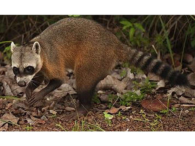 Mapache