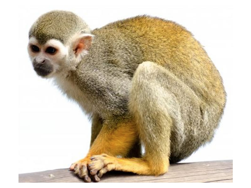 Mono ardilla