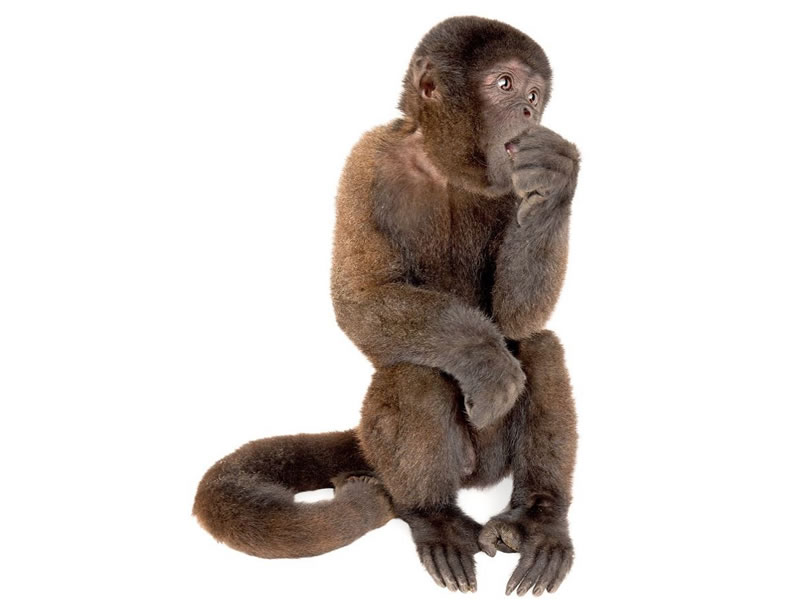 Mono chorongo de Humboldt