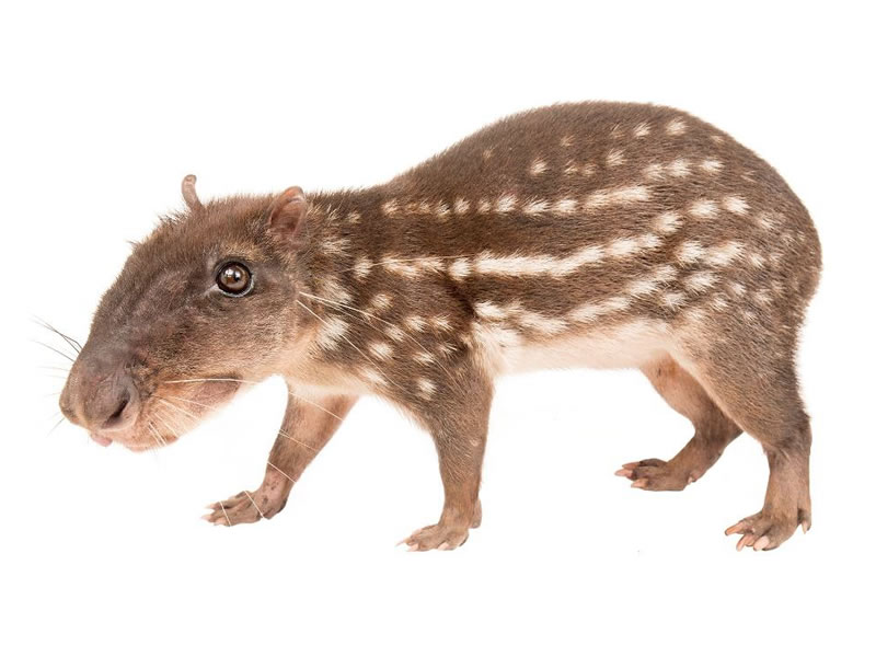 Guanta de tierras bajas
