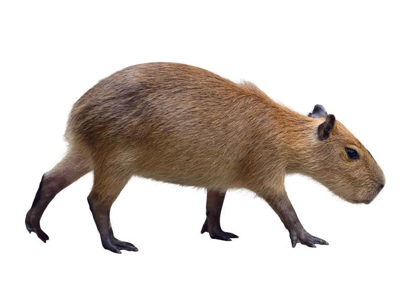 Capibara