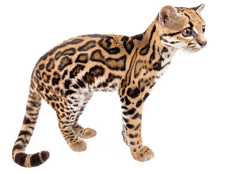 Tigrillo Margay