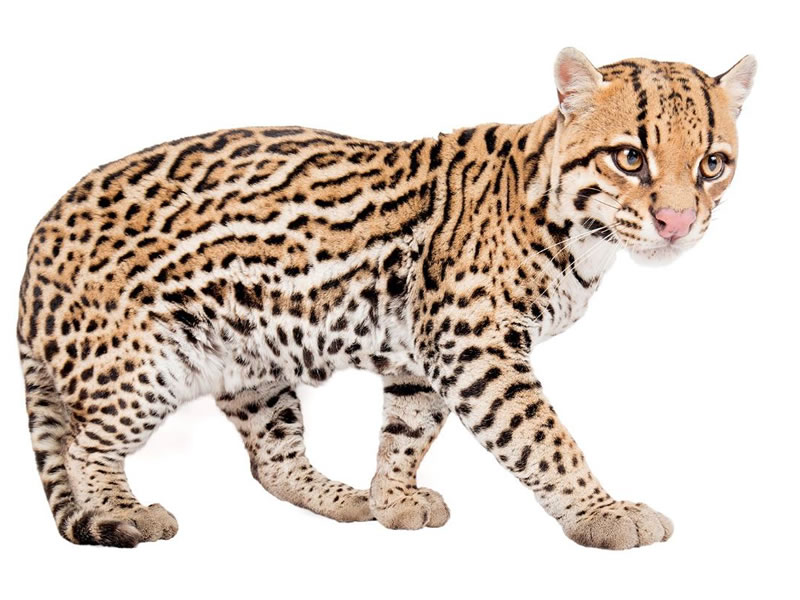 Ocelote