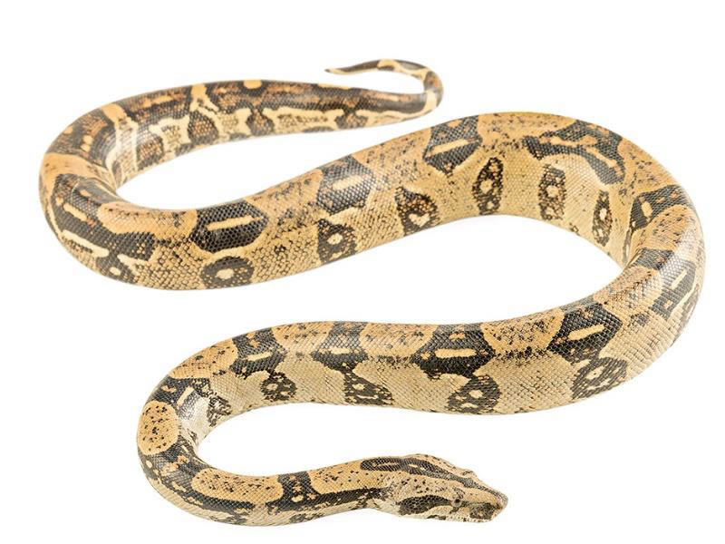 Matacaballo costera