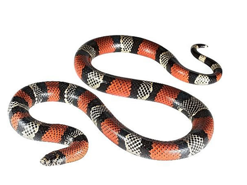 Falsa coral