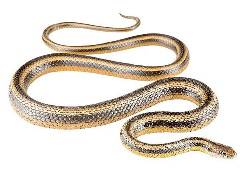 Culebra corredora del río Yanuncay