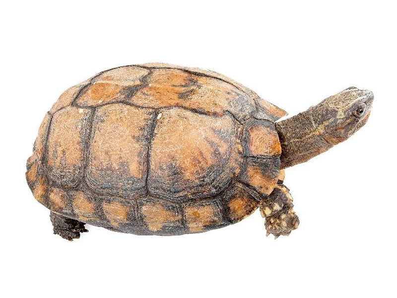 Tortuga de madera montañera