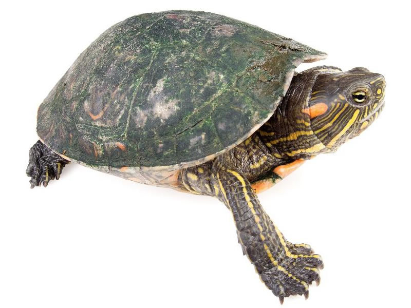 Tortuga Icotea