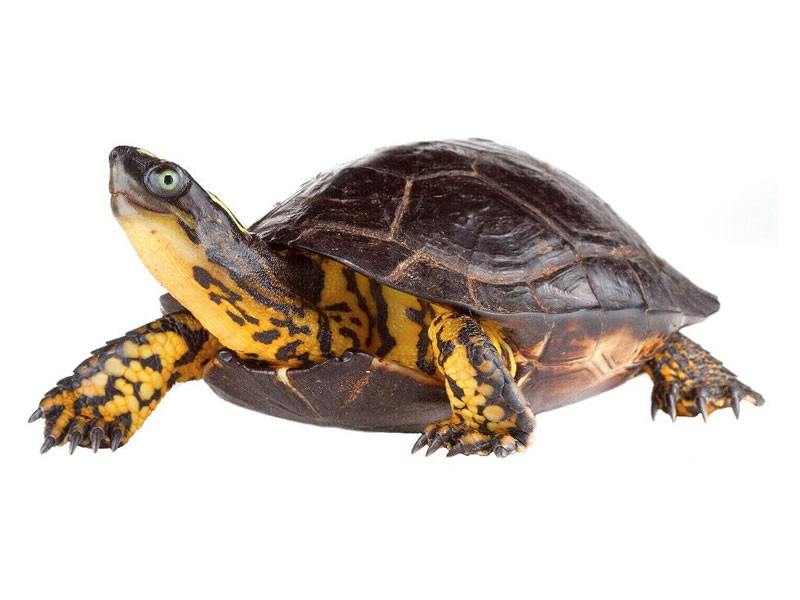 Tortuga patinaranja