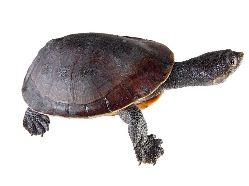 Tortuga hedionda