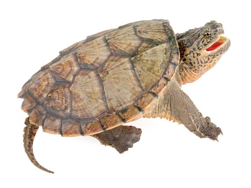 Tortuga mordedora