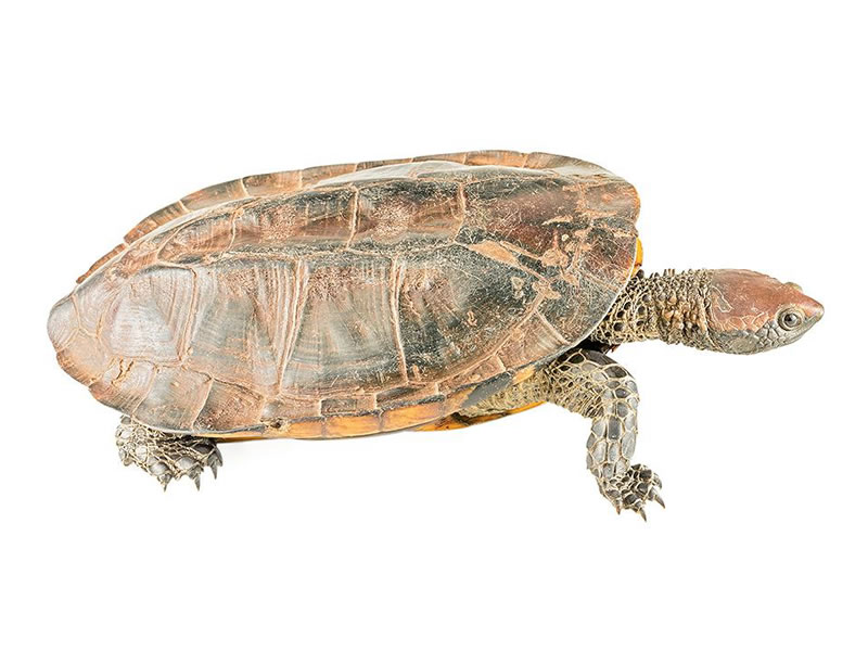 Tortuga charapita de aguajal