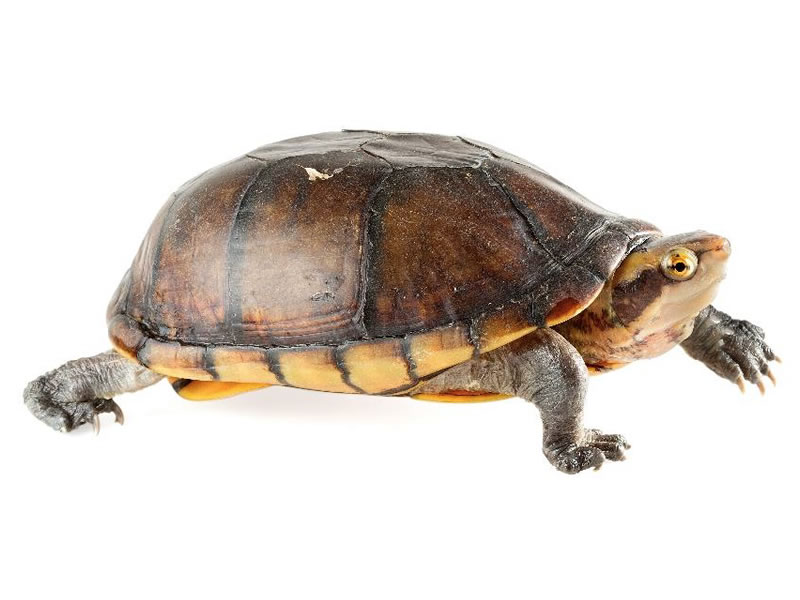 Tortuga taparrabo de la costa