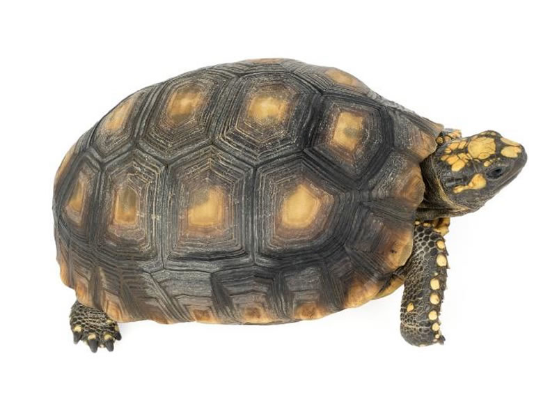 Tortuga motelo