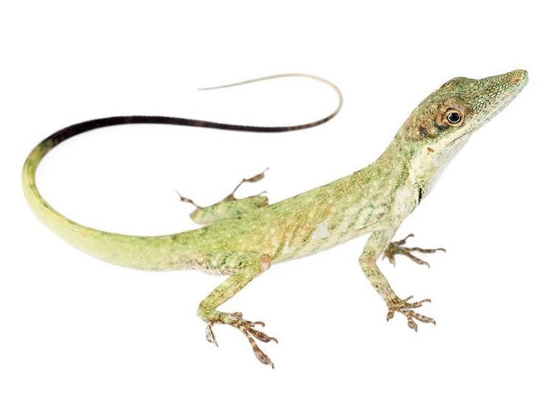 Anolis trompudo