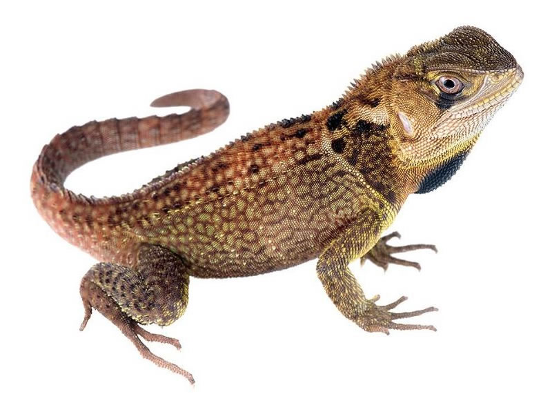 Iguana enana espinosa