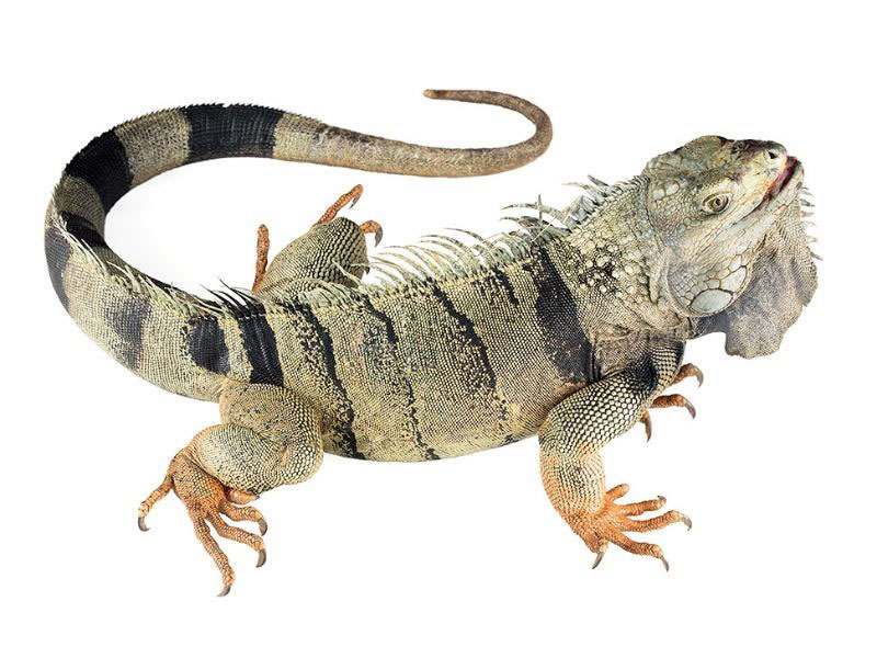Iguana verde