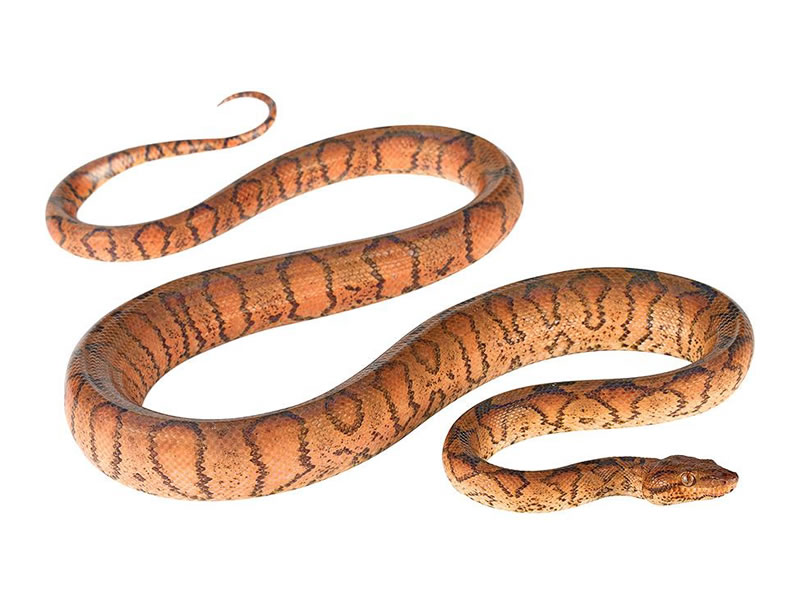 Boa del chocó