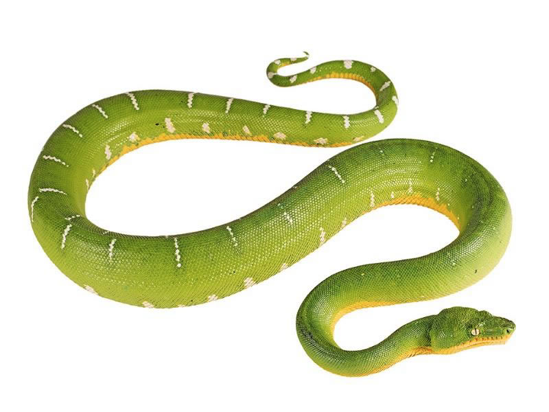 Boa esmeralda