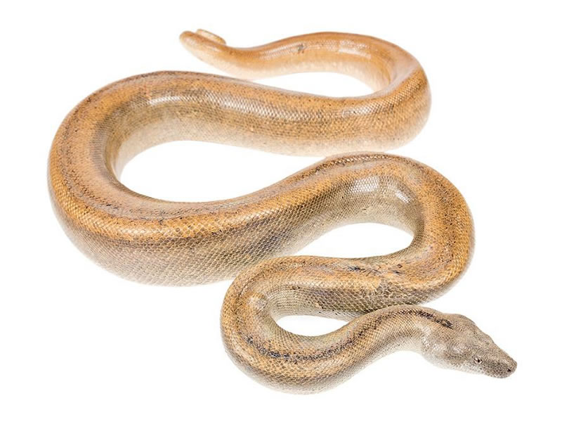 Boa lojana